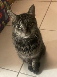 Reunited Male Cat last seen Edison mall, Fort Myers, FL 33901