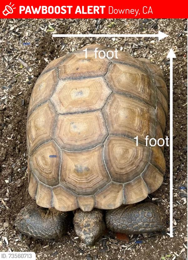 Lost Male Reptile last seen Florence & Woodruff, Downey, CA 90240