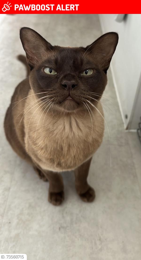 Lost Male Cat last seen Carlton hill / Abbey Road, Greater London, England NW8 0JY