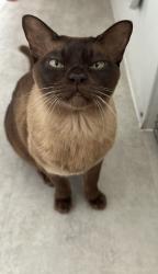 Lost Male Cat last seen Carlton hill / Abbey Road, Greater London, England NW8 0JY