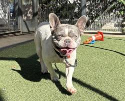 Shelter Stray Male Dog last seen , 957 N Gaffey St, San Pedro, CA 90731, USA