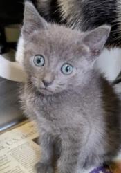 Shelter Stray Male Cat last seen , 1850 W 60th St, Los Angeles, CA 90047, USA