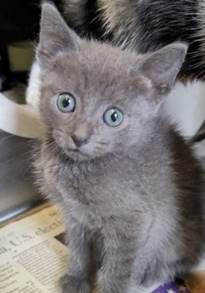 Shelter Stray Male Cat last seen , 1850 W 60th St, Los Angeles, CA 90047, USA