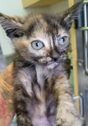 Shelter Stray Female Cat last seen , 1850 W 60th St, Los Angeles, CA 90047, USA