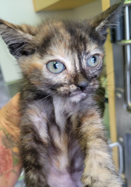 Shelter Stray Female Cat last seen , 1850 W 60th St, Los Angeles, CA 90047, USA