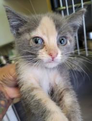 Shelter Stray Female Cat last seen , 1850 W 60th St, Los Angeles, CA 90047, USA