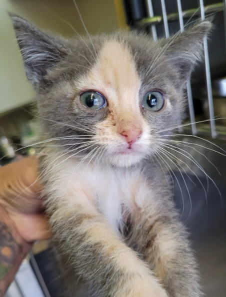 Shelter Stray Female Cat last seen , 1850 W 60th St, Los Angeles, CA 90047, USA