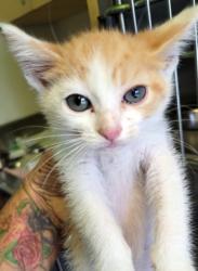 Shelter Stray Male Cat last seen , 1850 W 60th St, Los Angeles, CA 90047, USA