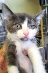 Shelter Stray Female Cat last seen , 1850 W 60th St, Los Angeles, CA 90047, USA
