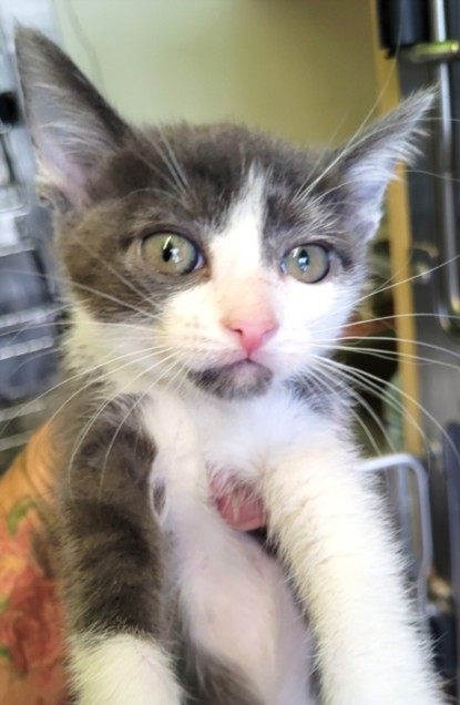 Shelter Stray Female Cat last seen , 1850 W 60th St, Los Angeles, CA 90047, USA