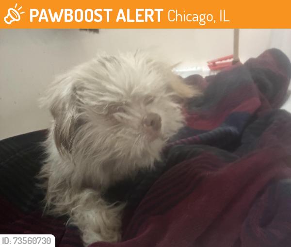 Found/Stray Female Dog last seen Near W 47th St Chicago, IL 60609 United States, Chicago, IL 60609