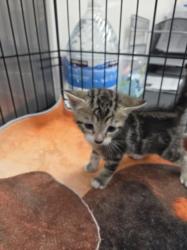 Shelter Stray Male Cat last seen , 14409 Vanowen St, Van Nuys, CA 91405, USA