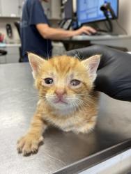 Shelter Stray Male Cat last seen Near BLOCK JASMINE AVE, Visalia, CA 93292, USA