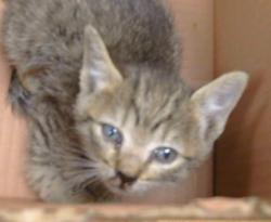 Shelter Stray Male Cat last seen 65TH/SKY PKWY, 95823, 3839 Bradshaw Rd, Sacramento, CA 95827, USA
