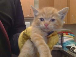 Shelter Stray Male Cat last seen GALETTE CT/CHEVERNY, 3839 Bradshaw Rd, Sacramento, CA 95827, USA
