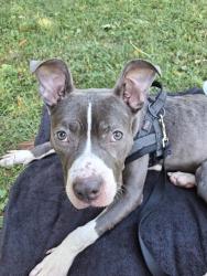 Shelter Stray Female Dog last seen BRONX, NY, 10456, 326 E 110th St, New York, NY 10029, USA
