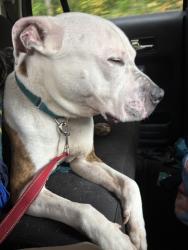 Shelter Stray Male Dog last seen Halsey / 53rd, PORTLAND, OR, 97213, 1700 W Historic Columbia River Hwy, Troutdale, OR 97060, USA