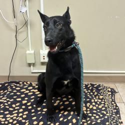 Shelter Stray Male Dog last seen 257th and Stark, GRESHAM, OR, 97030, 1700 W Historic Columbia River Hwy, Troutdale, OR 97060, USA