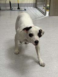 Shelter Stray Female Dog last seen NE 9th/NE Schuyler, PORTLAND, OR, 97212, 1700 W Historic Columbia River Hwy, Troutdale, OR 97060, USA