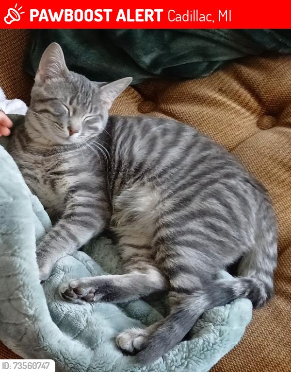 Lost Male Cat last seen Sunnyside dr, Cadillac, MI 49601
