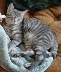 Lost Male Cat last seen Sunnyside dr, Cadillac, MI 49601