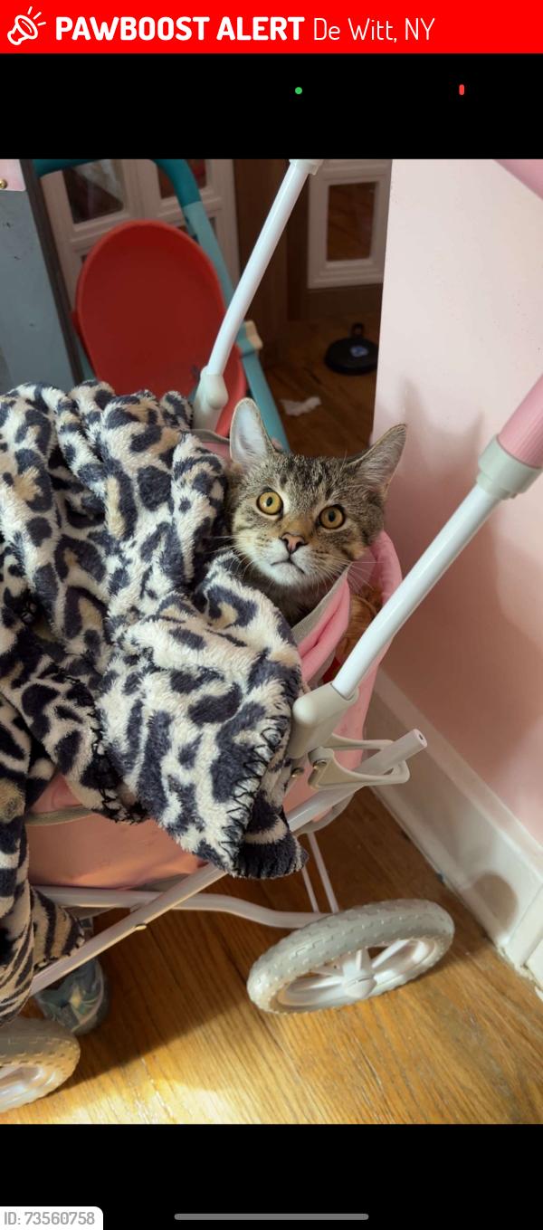 Lost Male Cat last seen Moses elementary, De Witt, NY 13224