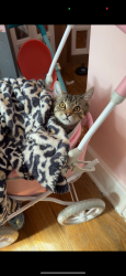 Lost Male Cat last seen Moses elementary, De Witt, NY 13224