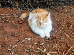 Lost Male Cat last seen Near Parkview Golf Course, Johannesburg, GP 2122