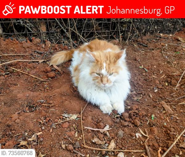 Lost Male Cat last seen Near Parkview Golf Course, Johannesburg, GP 2122