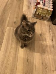 Reunited Female Cat last seen Shaw between Wentworth and Victoria, Hamilton, ON L8L 3P4