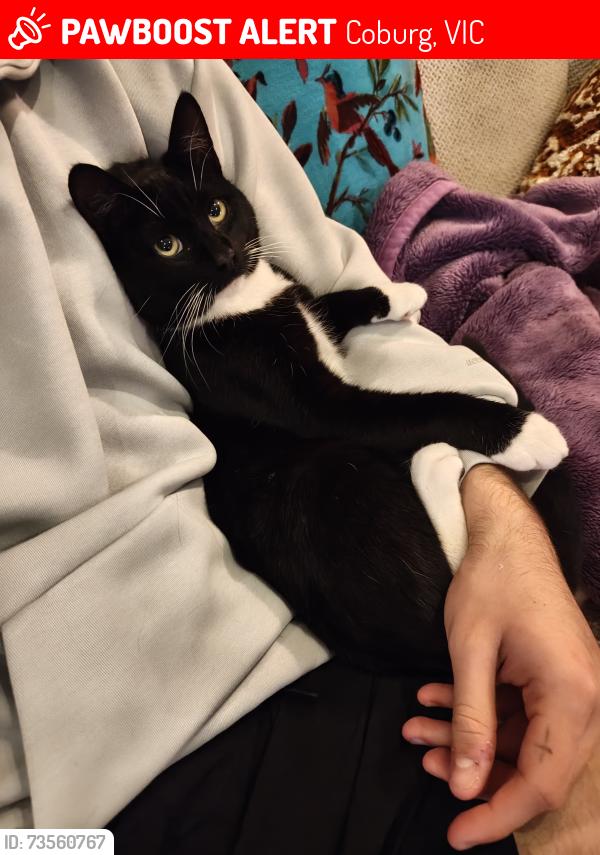 Lost Male Cat last seen Near Bunnings coburg, Coburg, VIC 3058
