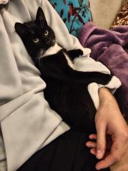 Lost Male Cat last seen Near Bunnings coburg, Coburg, VIC 3058