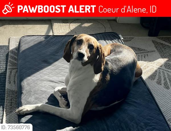 Lost Female Dog last seen Near E Mullan Trail Rd, Coeur d'Alene, ID 83814