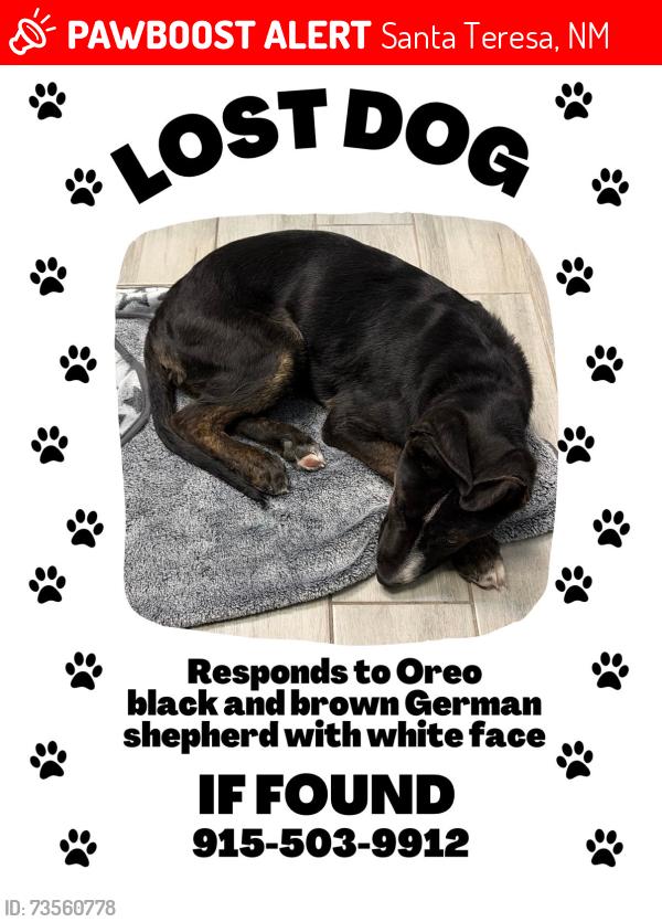 Lost Male Dog last seen Country club road, Santa Teresa, NM 88008