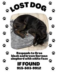 Lost Male Dog last seen Country club road, Santa Teresa, NM 88008