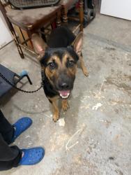 Found/Stray Male Dog last seen Peachglen Ln & Lynngate Dr, Postwood subdivision, Spring, TX 77373, Spring, TX 77373