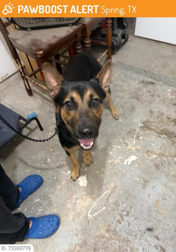 Found/Stray Male Dog last seen Peachglen Ln & Lynngate Dr, Postwood subdivision, Spring, TX 77373, Spring, TX 77373