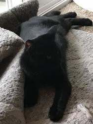 Lost Male Cat last seen Near 12th Ave SE, Puyallup, WA 98372
