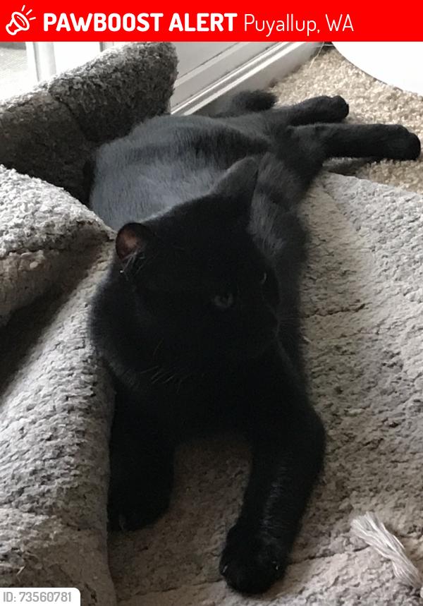 Lost Male Cat last seen Near 12th Ave SE, Puyallup, WA 98372