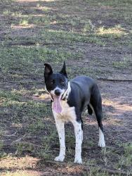 Reunited Female Dog last seen Beaudesert road, Moorooka, QLD 4105