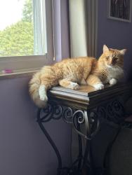 Reunited Male Cat last seen Belmont West Neighborhood, Knoxville, TN 37923