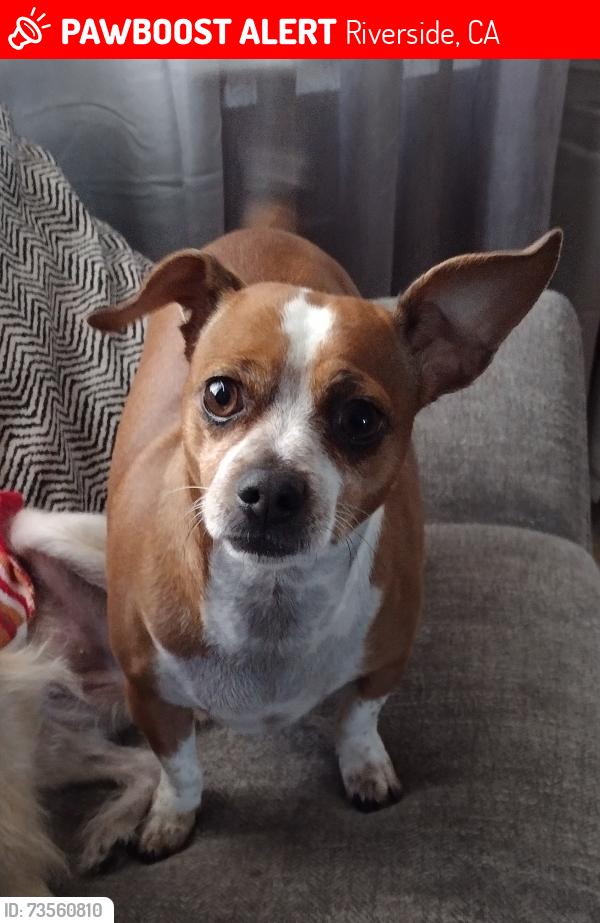 Lost Male Dog last seen Highcliff Rd. Riverside CA, Riverside, CA 92506
