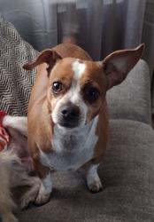 Lost Male Dog last seen Highcliff Rd. Riverside CA, Riverside, CA 92506