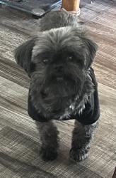 Reunited Male Dog last seen Palm Springs, Ronald Reagan, Longwood, FL 32750