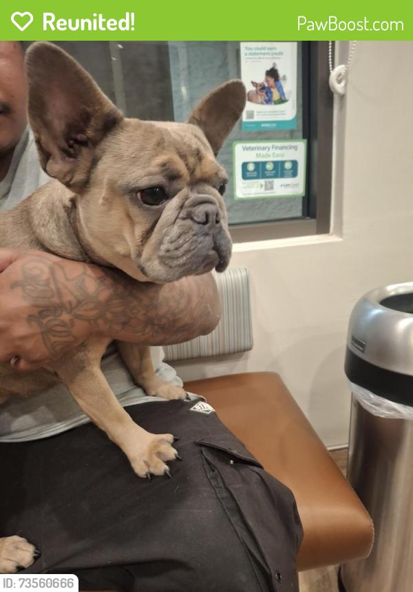 Reunited Female Dog last seen Fresno and floradora, Fresno, CA 93703