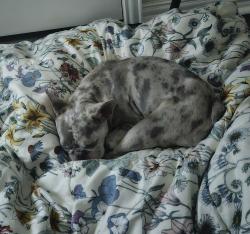 Reunited Female Dog last seen Freese Dr Sanger, TX, Sanger, TX 76266