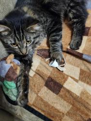 Lost Male Cat last seen Clark rd and marsh rd, Paradise Township, MI 49649