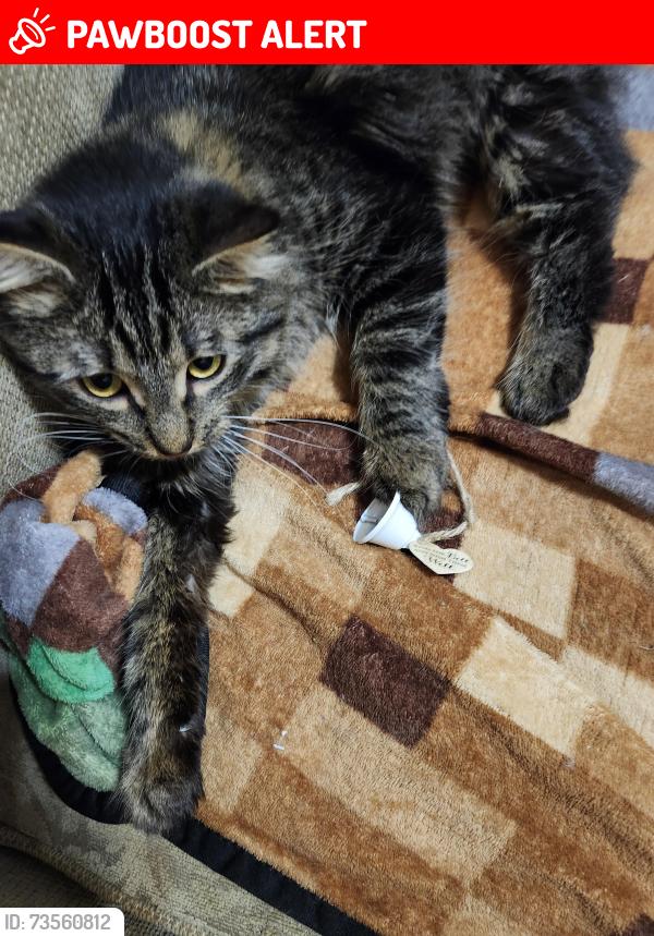 Lost Male Cat last seen Clark rd and marsh rd, Paradise Township, MI 49649