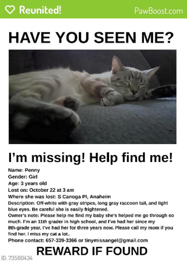 Reunited Female Cat last seen S Canoga Pl, Anaheim, CA 92804