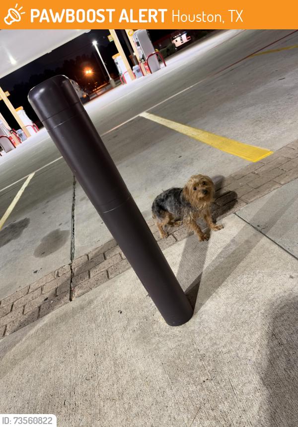 Found/Stray Male Dog last seen Near and Treaschwig Rd, Houston, TX 77014